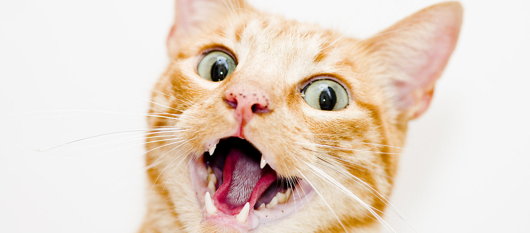 Newsfex Katze
